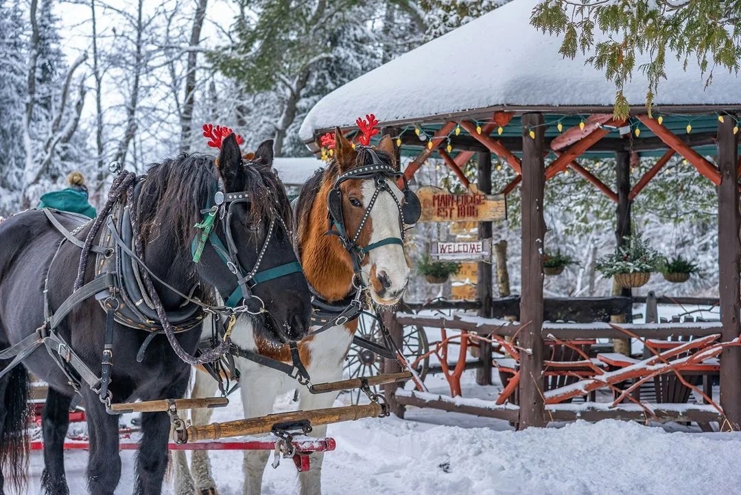 Horses at Lake Clear Lodge in winter
