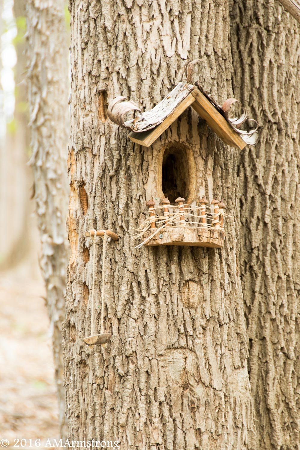 A small house carving on a tree at Tinker Nature Park